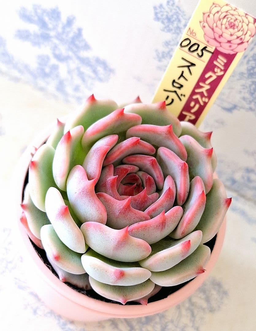 のん様 リクエスト 2点 まとめ商品 K様 リクエスト 2点 まとめ商品 - メルカリ