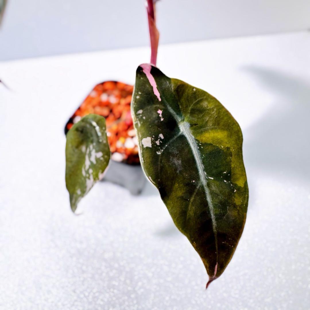 アロカシア シャントリエリ ピンク斑入り 斑入り少なめお買い得品