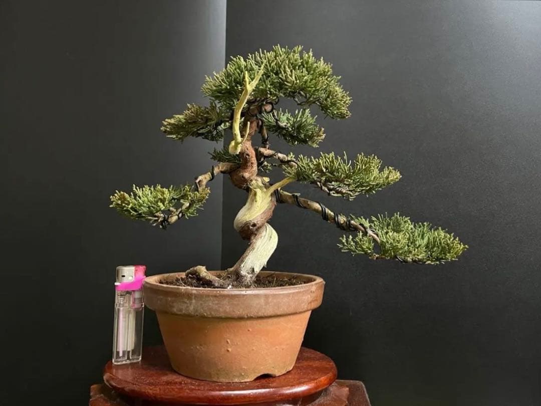 真柏盆栽　糸魚川真柏　捻転シャリ　小品盆栽　樹高20cm 素材 真柏盆栽 糸魚川真柏 ミニ真柏 捻転シャリ幹 樹高8.5cm ミニ盆栽