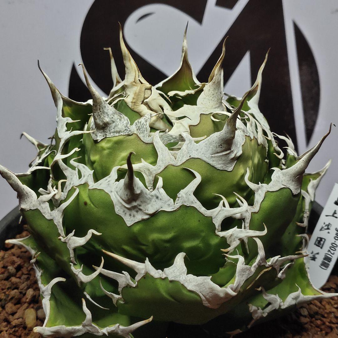 823【上澳園芸】 アガベ チタノタ shangao-002 魔龍 優良血統 - メルカリ