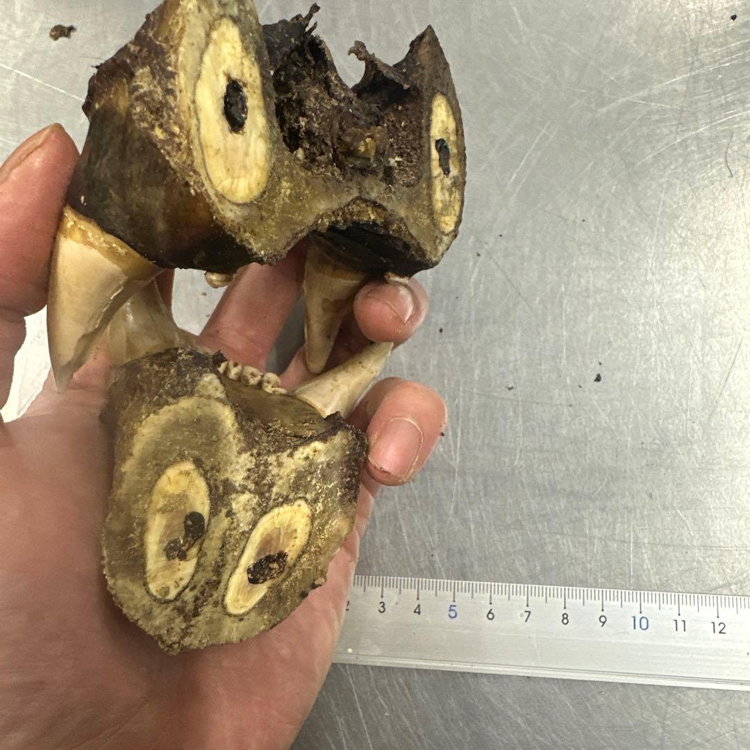 北海道産 熊 乾燥ヒグマの牙 - メルカリ