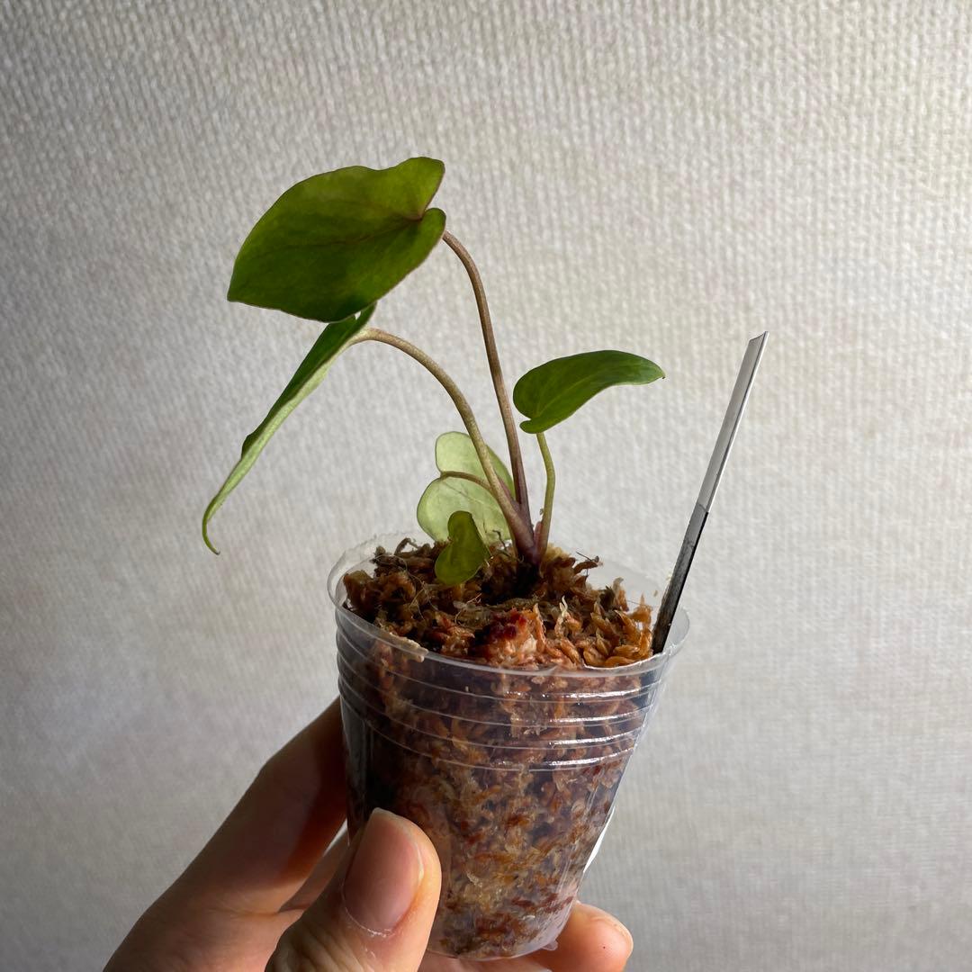 Anthurium AOS✖️RVDP斑入り - メルカリ