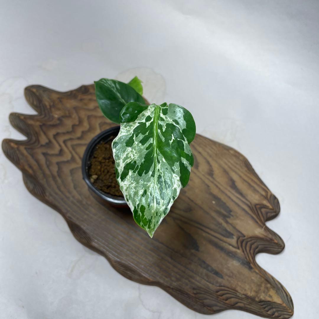 q42品種保証！斑入り保証！Bulbasaurモンステラ バルバソー フシギダネ