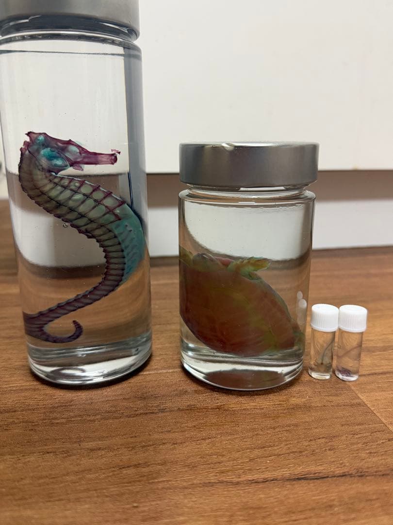 お*！様 透明標本　4個セット 新世界『透明標本』 アクリルマスコット – ネイチャーテクニカラー公式