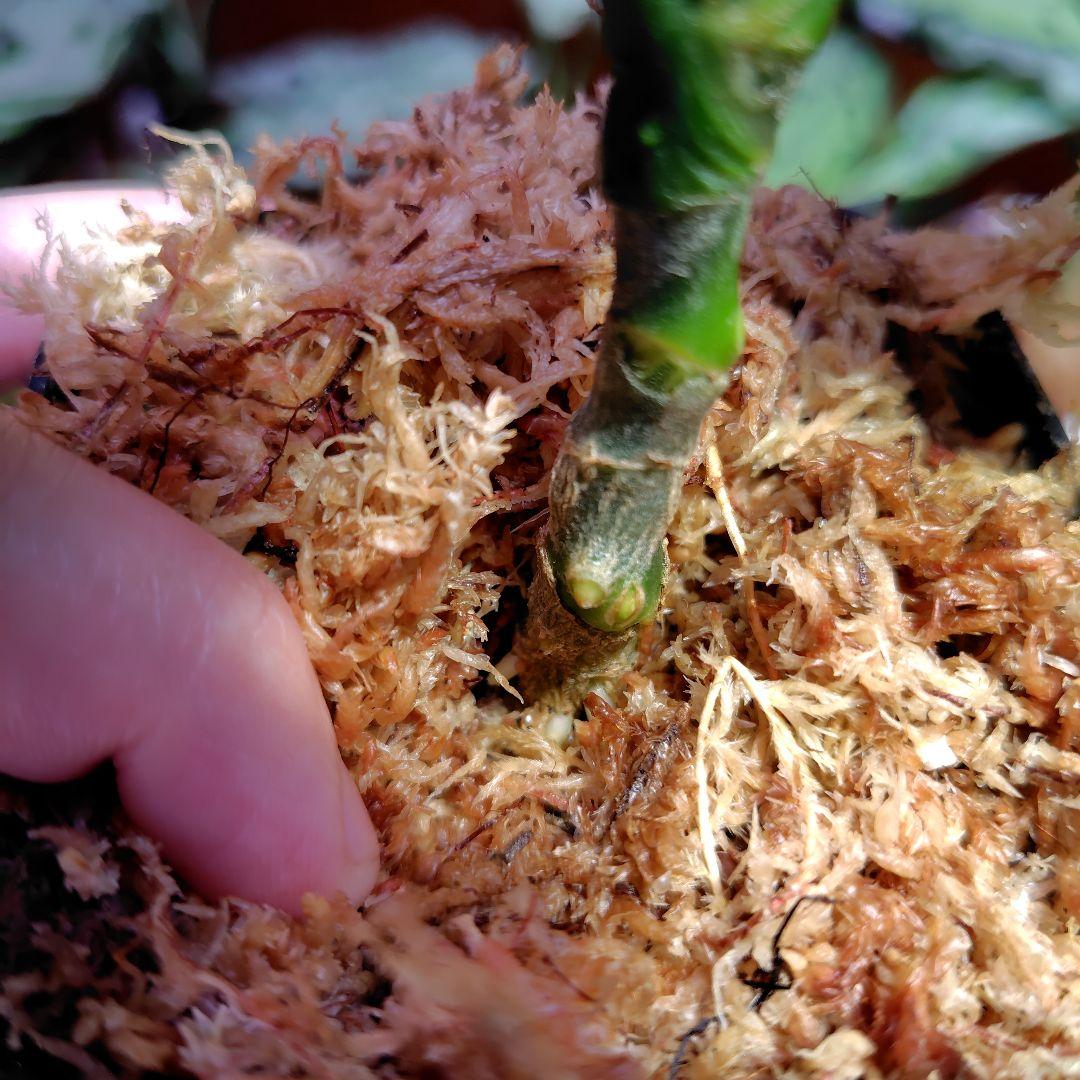 柳緑花紅 Aglaonema pictum アグラオネマピクタム - メルカリ