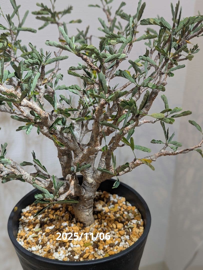 火*＠様 1/31までセール！センナ メリディオナリス　美株