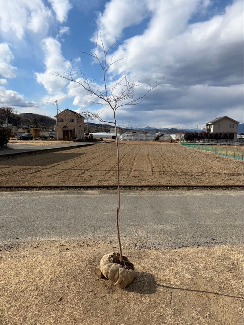 山採り ナツハゼ 自然樹形 - メルカリ