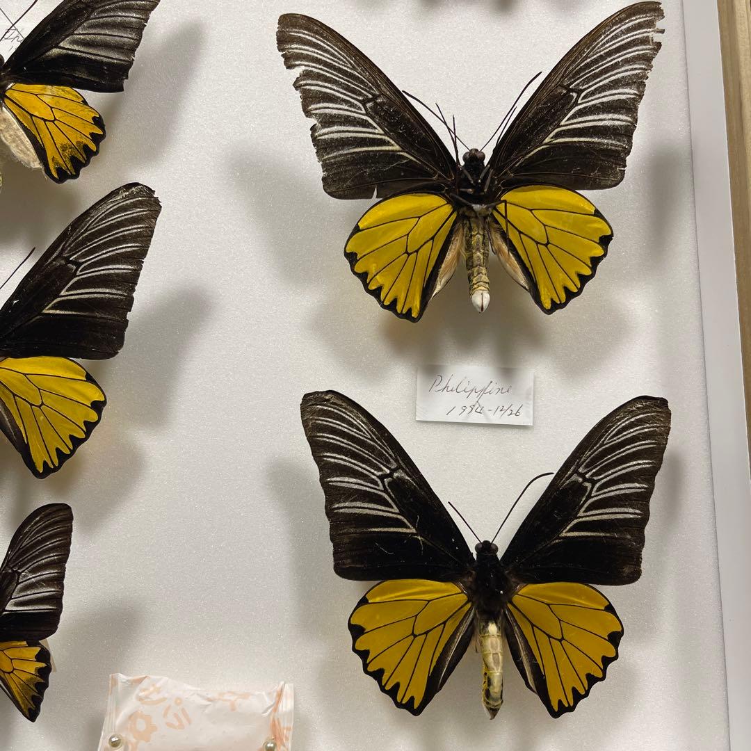 キシタアゲハ 11頭