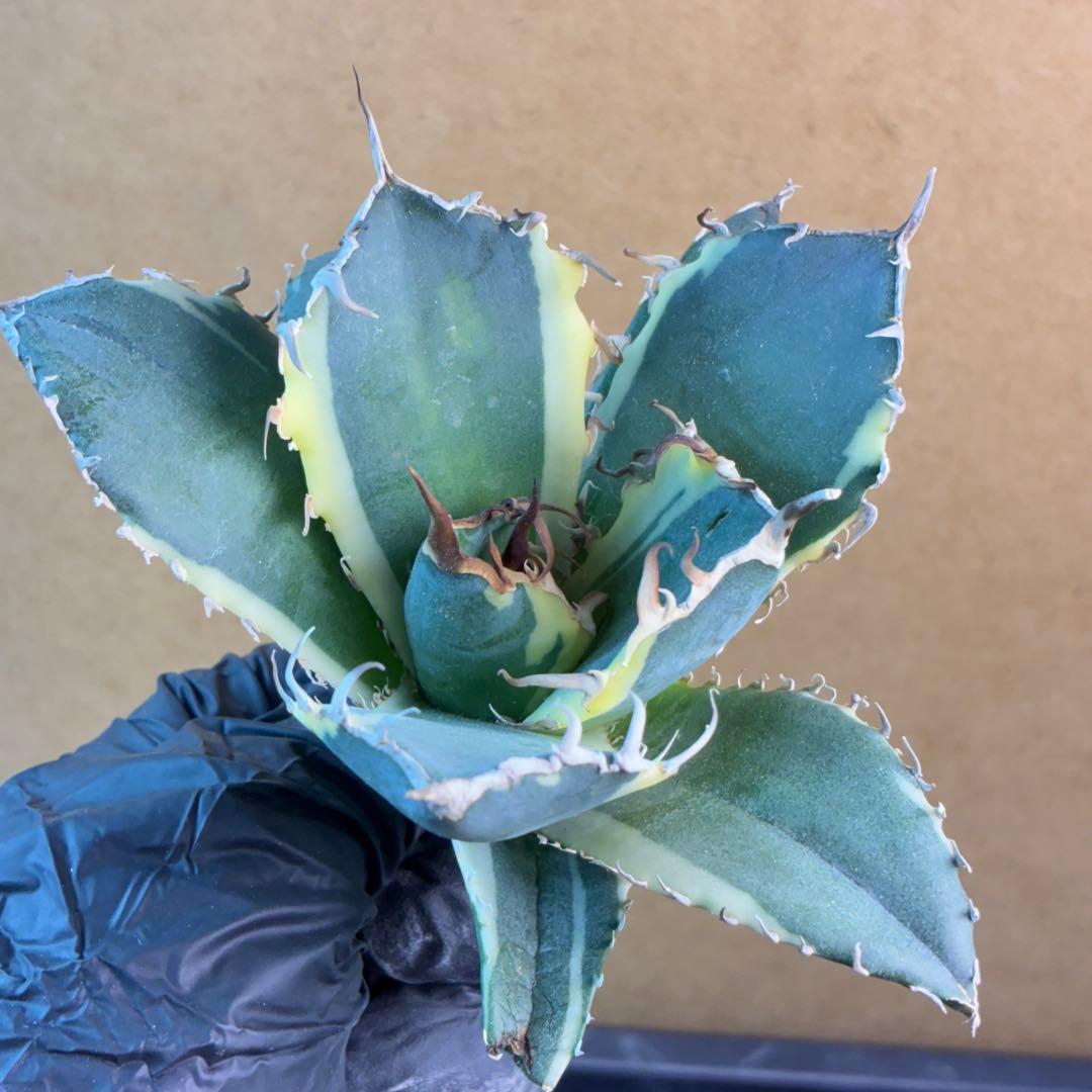 アガベ チタノタ オテロイ 白鯨錦 ワイド 太鋸歯 ボールタイプ 永久斑