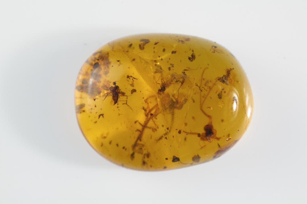 ZB349虫入り琥珀化石 ミャンマー カムティかタナイ産 9900万年前