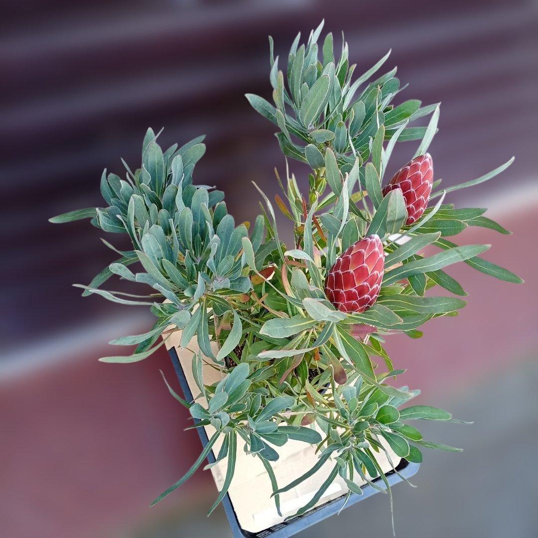 プロテア　ポッサムマジック　7号高さ85ｃｍ　幹太　花蕾2輪