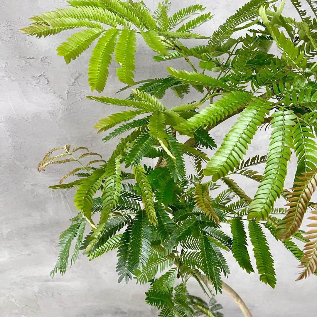 美形 大型 エバーフレッシュ S字仕立て 10号 バルーン陶器鉢 植え込み