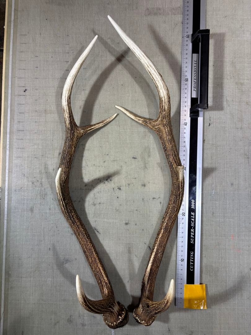 クラフト　蝦夷鹿の角 北海道の大自然を暮らしに添える珠玉の蝦夷鹿クラフト「DEER HORN