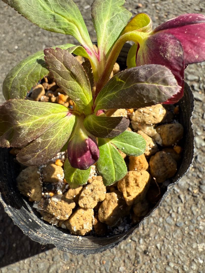 確認用・他の方の購入ご遠慮ください ☆極上！希少！美しい丸弁、