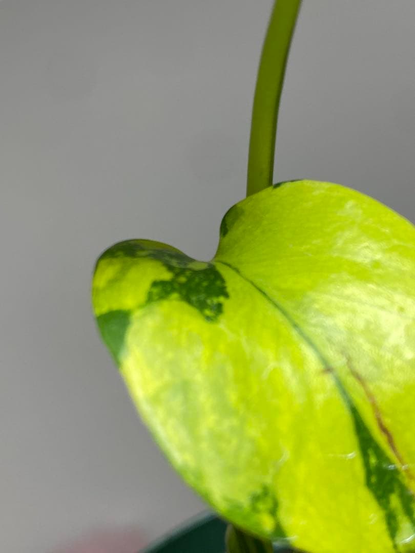 超美株✨超希少‼️】モンステラ エレクトロライト 斑入り レア 人気