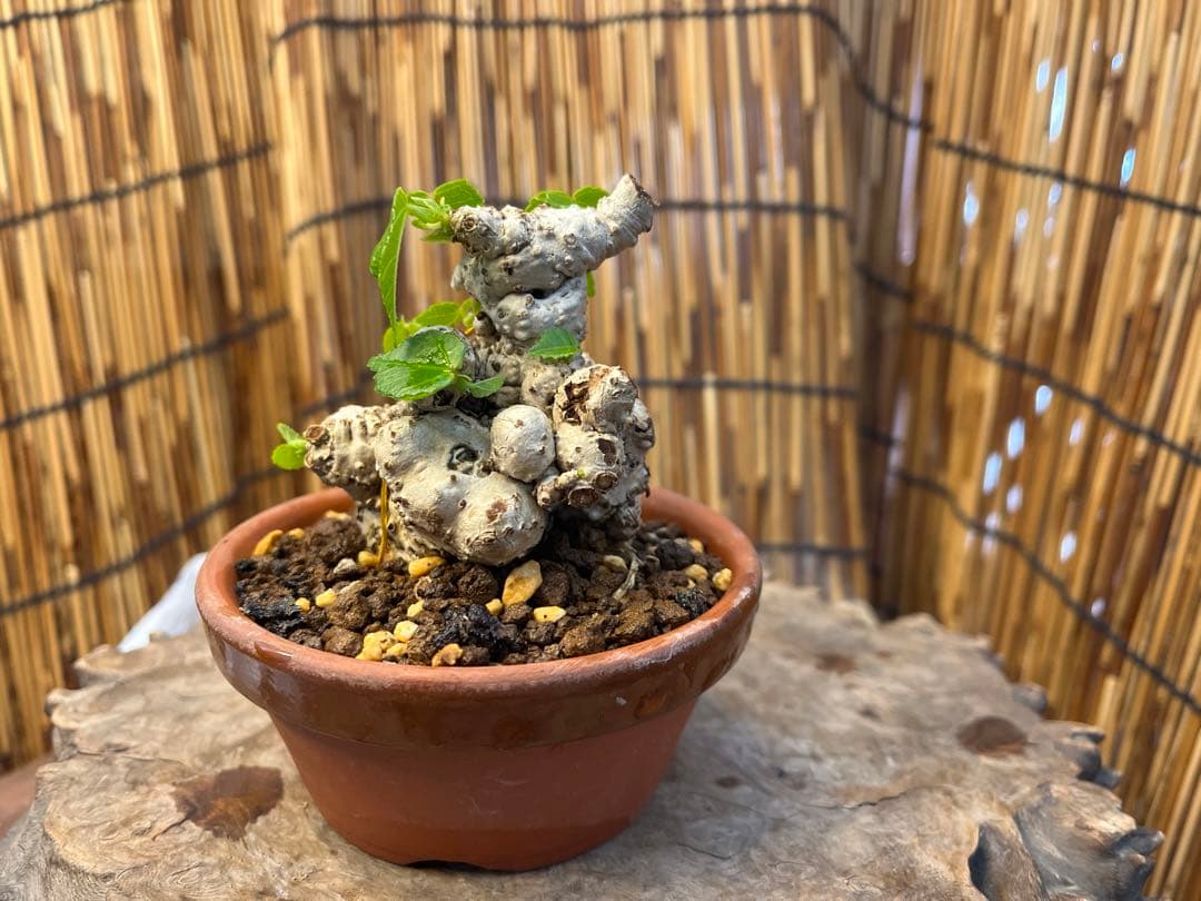 ✨✨✨オキナワイボオオハマボウ【◎良品素材】検/ハート葉♪happyセール♪