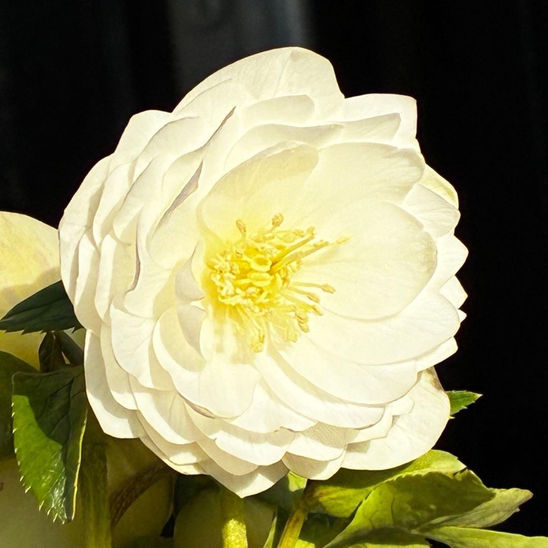 u*0様 3467☘️極上☘️花タグ付☘️強香⭐️かぐや姫⭐️フレグランスオーレ