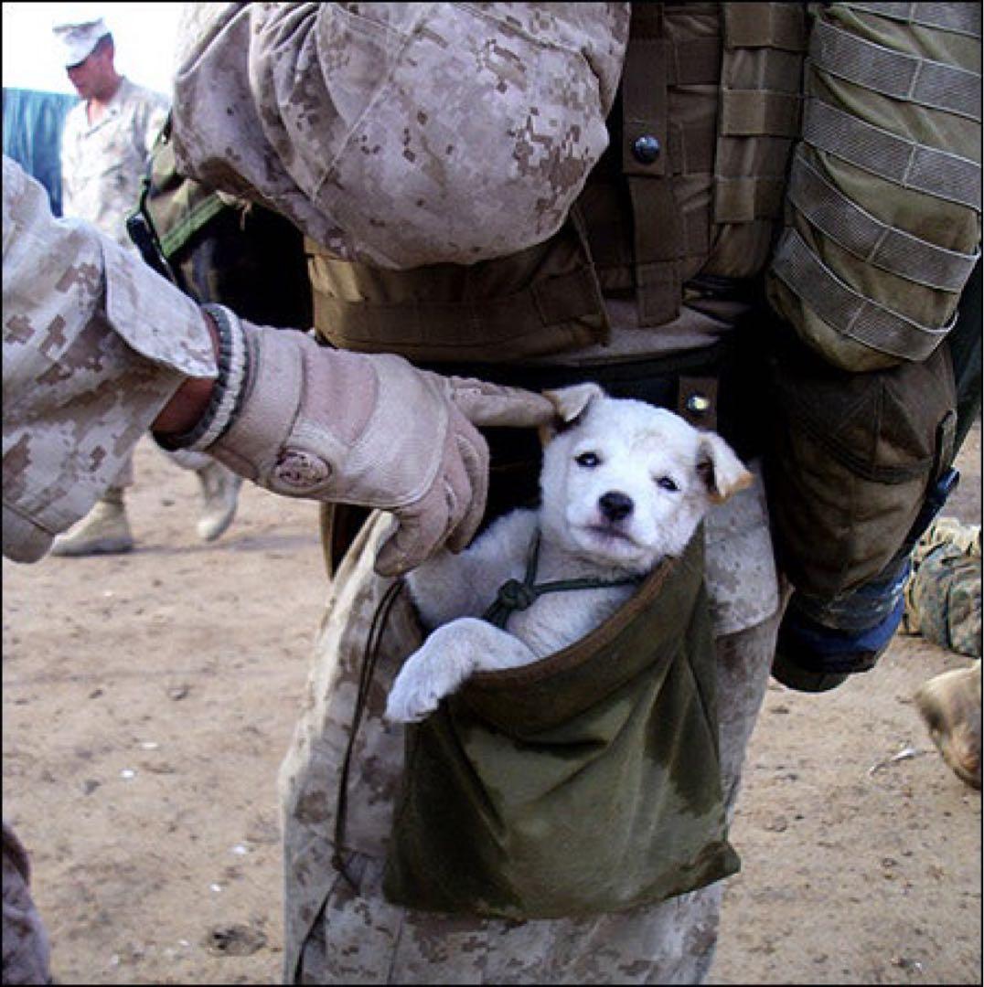 実物 CSM Tactical Gear ダンプポーチ RG 海兵隊 陸自 - メルカリ