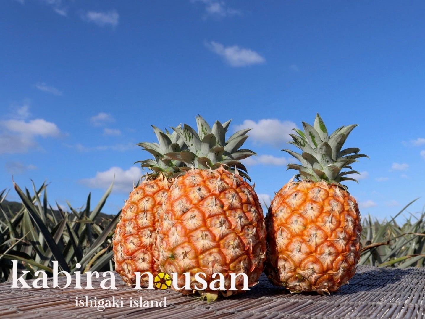 石垣島産「極上パイナップル」第二弾！甘くてジューシーな果肉が貴方を